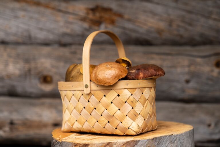 Finland mushrooms