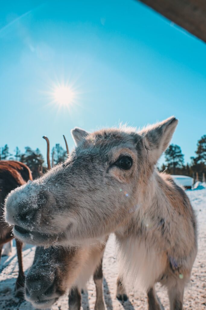 Syöte poro
